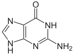 Chemical structure of guanine