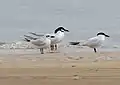Three Australian terns, all in breeding plumage, with a winter plumage gull-billed tern, at Jam Jerrup, Victoria, Australia.