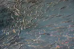 Gymnocypris przewalskii (Gymnocypris)