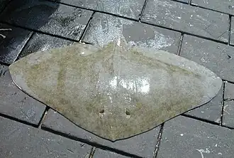 Spiny butterfly rays (Gymnura altavela) are endangered from overfishing. Found along the lower East Coast of the United States and the South American coast.