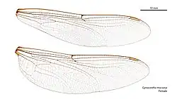 Female wings