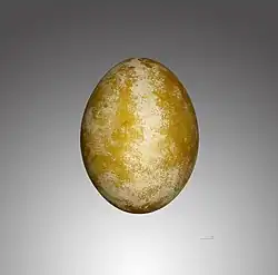 A Gypaetus barbatus egg