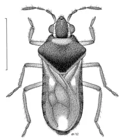 Microvelia macgregori