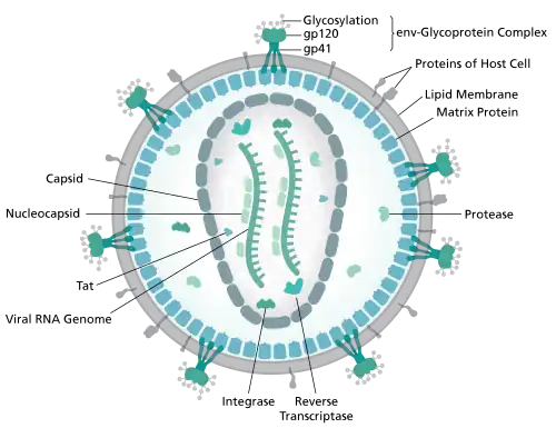 diagram of microscopic viron structure