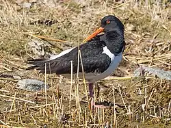 Eurasian oystercatcher, Vaxholm, Stockholm
