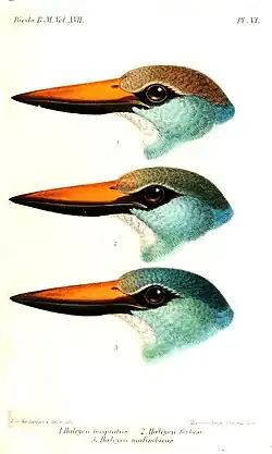 Heads of three subspecies: H. m. torquata (top); H. m. forbesi (middle); H. m. malimbica (bottom); illustration by Keulemans, 1892
