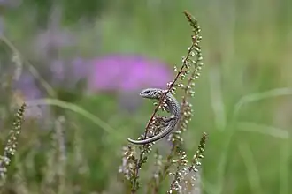 Hatchling on a flower