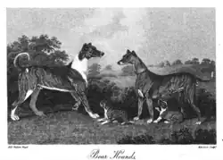 "Boar hounds" imported into Great Britain from the German Electorate of Hesse, 1807