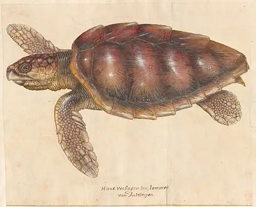 Sea turtle by Hans Verhagen de Stomme