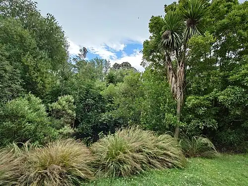 Vegetation near a stream beside the Ōpāwaho / Heathcote River