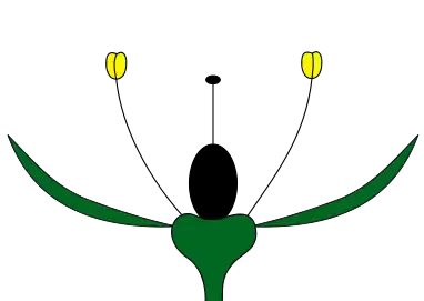 Monochlamydeous perianth with non-petaloid calyx only