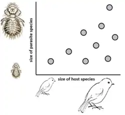 Schematic diagram of Harrison's rule with Poulin's supplement: small host species harbor small, large host species harbor both small and large (on average: larger) parasite species