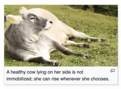 An image of a cow on Wikipedia, with the caption "A healthy cow lying on her side is not immobilized; she can rise whenever she chooses."