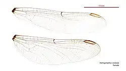 Female wings