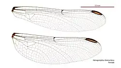 Female wings