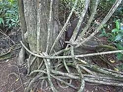 Stems coiled on the ground