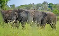 Elephants in Nwoya