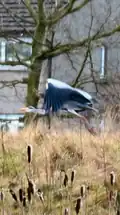 Heron in flight within park