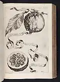 Aurantium sicciore medulla hibernum from Hesperides (1646)