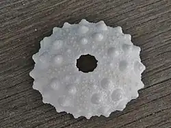 Heterocentrotus mamillatus dried test