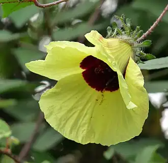 Hibiscus hispidissimus