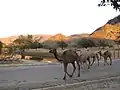Camels walking in the rugged landscape, outside the Kharīf season