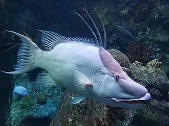 With raised dorsal fin