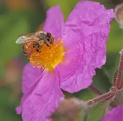 Western honey bee on rock rose (Cistus) in Oakland, California