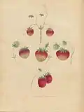 Strawberries, 1817.jpg