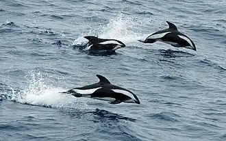 Hourglass dolphins in Drake Passage