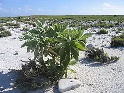 Howland Island flora (leeward)