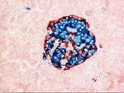 A pancreatic islet, stained.