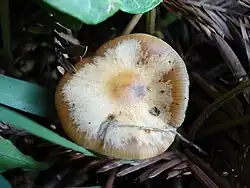 Hygrophanous pileus of Psilocybe cyanescens