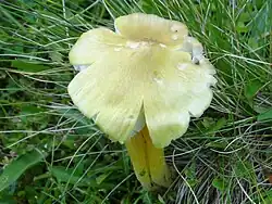 Hygrocybe citrinovirens