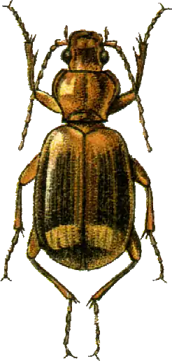 Hypercosmeton callistoides Jacobson