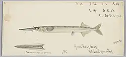 Hyporhamphus melanochir (Tas) : Southern Sea Garfish, 1869, Tasmania, by Frank Edward Clarke. Purchased 1921. Te Papa (1992-0035-2278/38)