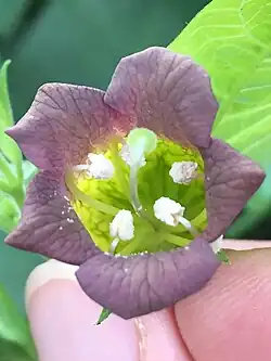 Atropa belladonna L. Single flower, full face, showing reticulated corolla base and insertion of (characteristically curled) stamens, and pistil.
