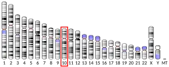 Chromosome 10 (human)