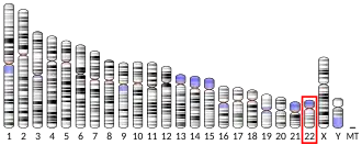 Chromosome 22 (human)