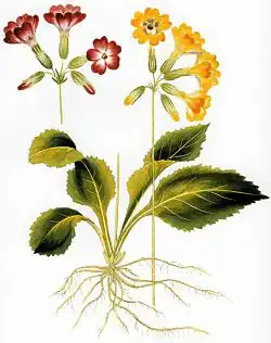 Primula elatior Icones Plantarum Medico-Oeconomico-Technologicarum