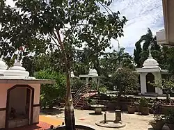 Banyan tree at Hindu Union of Mombasa.