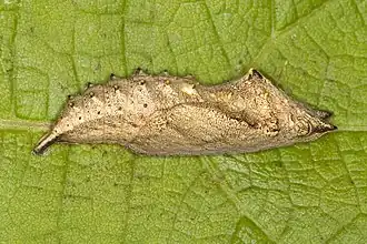 Chrysalis