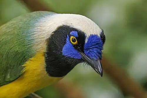 C. y. yncas, Ecuador