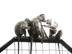 Three macaques grooming one another