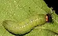 Larva