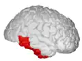 Inferior temporal gyrus, right hemisphere.