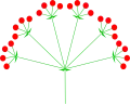 Compound (double) umbel