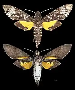 Isognathus excelsior