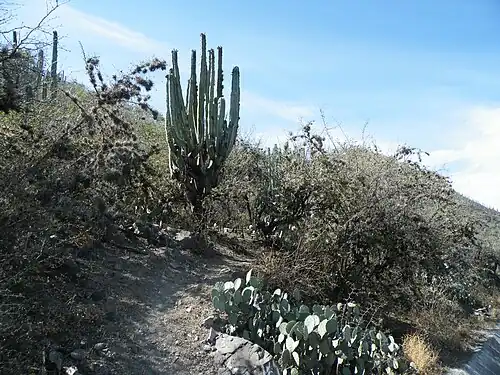 Plant growing in habitat near Río Venados, Hidalgo