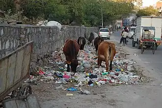 Jaipur cows eating trash
